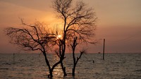 Pemandangan pohon mangrove yang mati meranggas menjadi bukti nyata kerusakan lingkungan yang tengah berlangsung. Salah satu potret nyata kerusakan tersebut terlihat di pesisir Desa Bedono, Kecamatan Sayung, Kabupaten Demak, Jawa Tengah. ANTARA FOTO/Aji Styawan