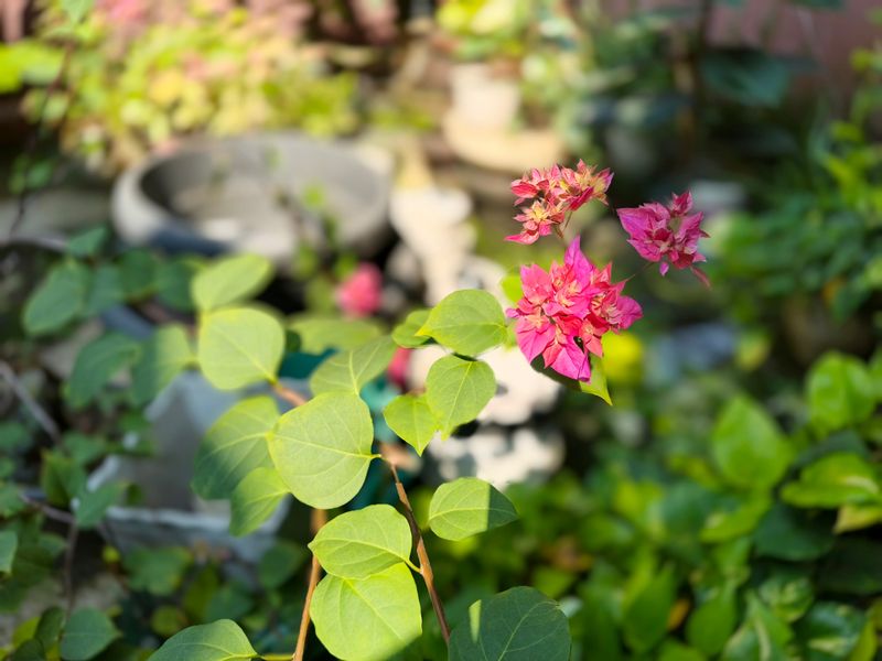 Hasil foto Infinix Note 50S 5G.