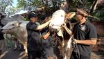 Haru! Irfan Hakim Ajak Bicara 5 Sapi Pilihan untuk Kurban Tahun Ini