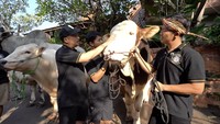 Janoko tahun ini akan dikurbankan setelah satu tahun dirawat. Tahun ini udah siap ya Jan? Tahun ini siap ya, dimuliakan ya. Udah setahun Nak, ucap Irfan Hakim diiringi tangis pengasuh Janoko, Ato.  Foto: dok. Capture Channel YouTube deHakims