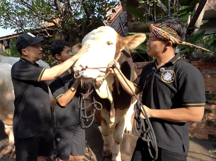 Sapi-sapi kurban Irfan Hakim.