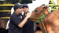 Barong, sapi Madura yang akan dikurbankan untuk kakak serta adik-adik Irfan Hakim. Kamu dikurbanin tahun ini ya untuk adik dan kakak-kakak aku, yang baik nanti ya. Oke setuju ya. Makannya yang banyak masih ada beberapa hari biar dagingnya banyak, ucap Irfan Hakim sambil mengelus Barong dilihat dari channel YouTube deHakims, Kamis (5/6/2025). Foto: dok. Capture Channel YouTube deHakims