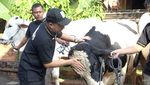 Haru! Irfan Hakim Ajak Bicara 5 Sapi Pilihan untuk Kurban Tahun Ini