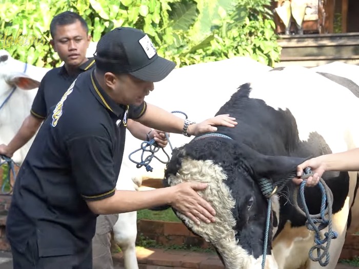 Irfan Hakim Sapi-sapi kurban Irfan Hakim.