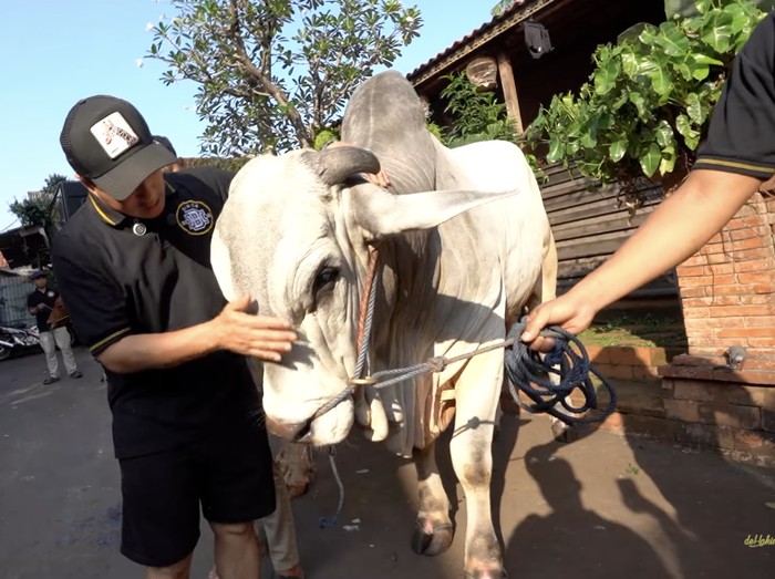 Irfan Hakim Sapi-sapi kurban Irfan Hakim.