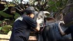 Haru! Irfan Hakim Ajak Bicara 5 Sapi Pilihan untuk Kurban Tahun Ini