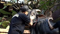 Ini Condroireng si gagah. Ini akan dikurbankan untuk mertua Irfan Hakim. Sudah ketemu Opa kan? Opa bangga banget ketemu kamu, tegap kayak Opa, keren ya Nak. Dari kemarin udah happy ya. Nanti dibawa ke Bandung juga ya, dimuliakan di Bandung, jadi kebanggaan banyak orang ya. Dimuliakan tahun ini oke, tutur Irfan Hakim. Foto: dok. Capture Channel YouTube deHakims