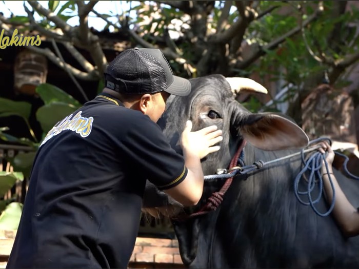 Irfan Hakim Sapi-sapi kurban Irfan Hakim.