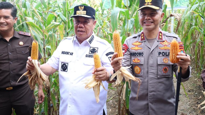 Kapolda Babel dan Gubernur Babel panen raya jagung.