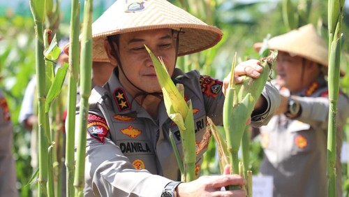 Kapolda Bali, Irjen Daniel Adityajaya, memanen jagung di serentak di Kelurahan Beng, Gianyar, Kamis (5/6/2025). (Dok. Polda Bali)