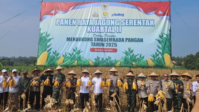 Kapolda Banten Irjen Suyudi Ario Seto bersama Gubernur Banten Andra Soni panen raya jagung di Cemplang, Jawilan, Kabupaten Serang