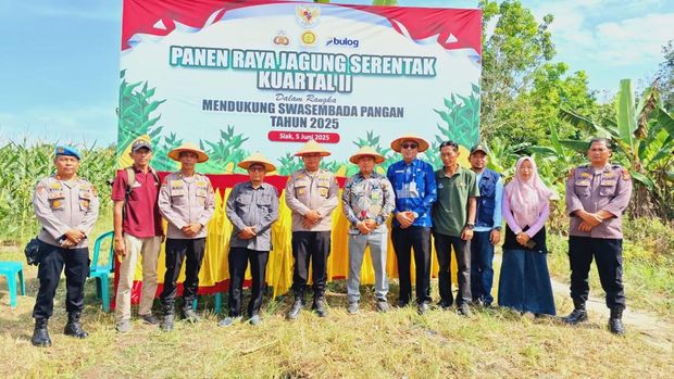 Panen jagung di Kabupaten Siak, Riau