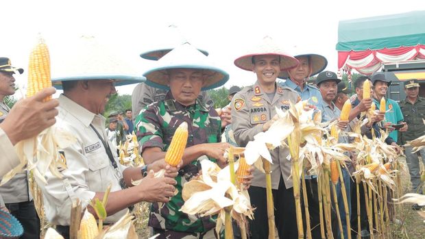 Panen jagung raya di Kuansing, Riau.