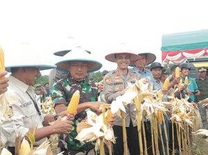 Semarak Penen Raya Jagung di Kuansing hingga Siak Jaga Stabilitas Pangan
