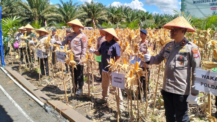 Panen raya jagung di Kalimantan Tengah.
