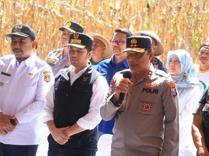 Panen raya jagung di Ngawi