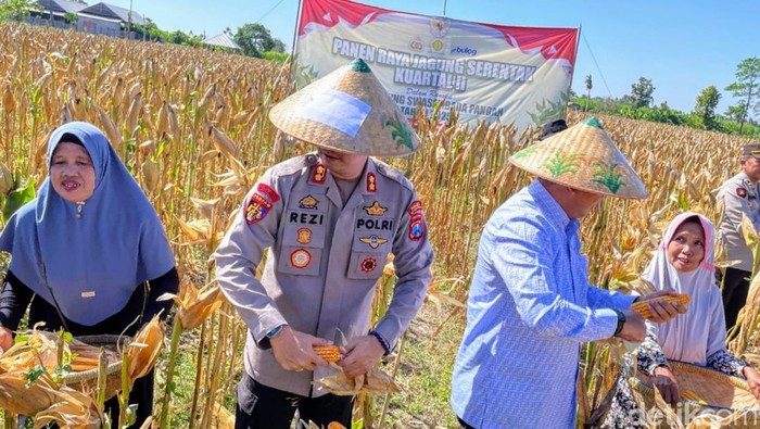 Panen raya jagung II di Situbondo