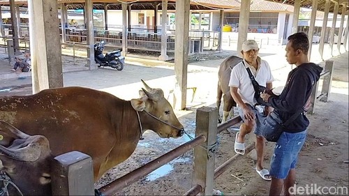 Aktivitas jual beli sapi Bali di Pasar Hewan Beringkit, Badung, Kamis (5/6/2025). (Agus Eka)