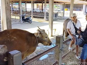 Pasokan Sapi di Pasar Beringkit Jelang Idul Adha Menyusut