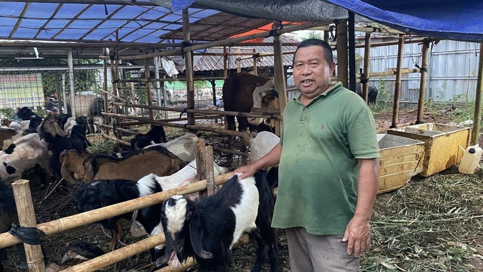 Pedagang hewan kurban di Kota Depok mengeluhkan sepinya pembeli di momen Idul Adha 2025. (Devi/detikcom)