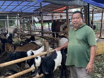 Keluh Pedagang Hewan Kurban di Depok Sepi Pembeli Jelang Idul Adha