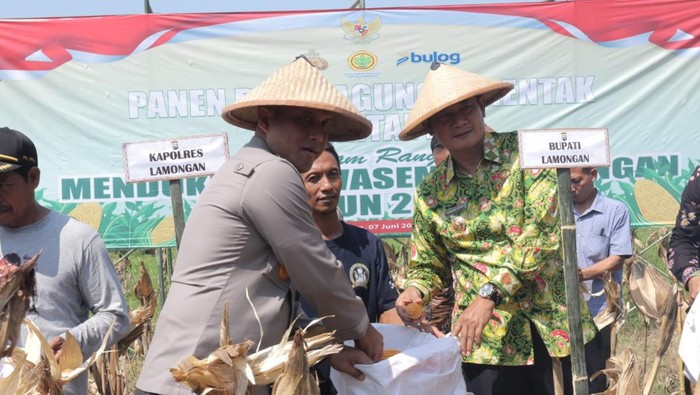 Bupati Lamongan Yuhronur Efendi dan Kapolres Lamongan saat panen raya jagung