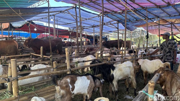 Penjual hewan kurban di Surabaya