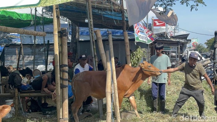 Penjual hewan kurban di Surabaya