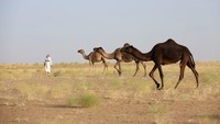 Perayaan Idul Adha begitu semarak di Arab Saudi. Selain berkurban kambing dan sapi, di sana juga ada tradisi kurban unta. (Reuters/Ali)