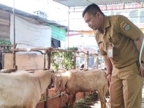 Dispertan Lubuklinggau Siapkan 27 Petugas Saat Pemotongan Hewan Kurban