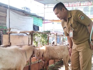 Dispertan Lubuklinggau Siapkan 27 Petugas Saat Pemotongan Hewan Kurban