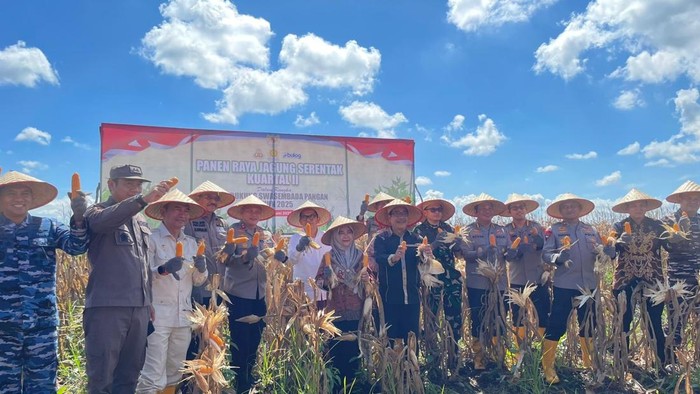 Polda Kalimantan Selatan (Kalsel) memanen 41 ton jagung di lahan seluas 7,8 hektare pada Kamis (5/6/2025).