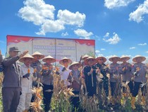 Suka Cita Panen Puluhan Ton Jagung di Lahan Rawa Banjar