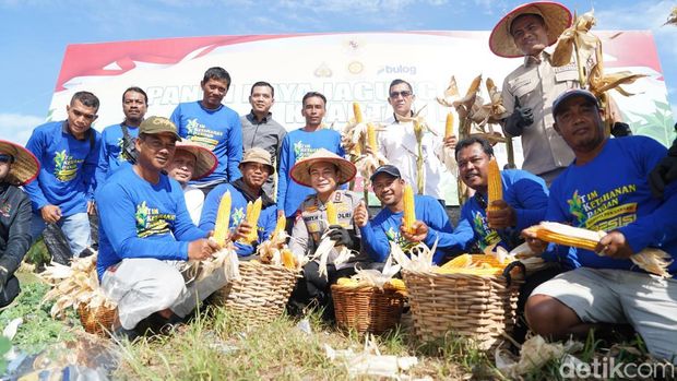 Polda Riau menggelar panen jagung raya.