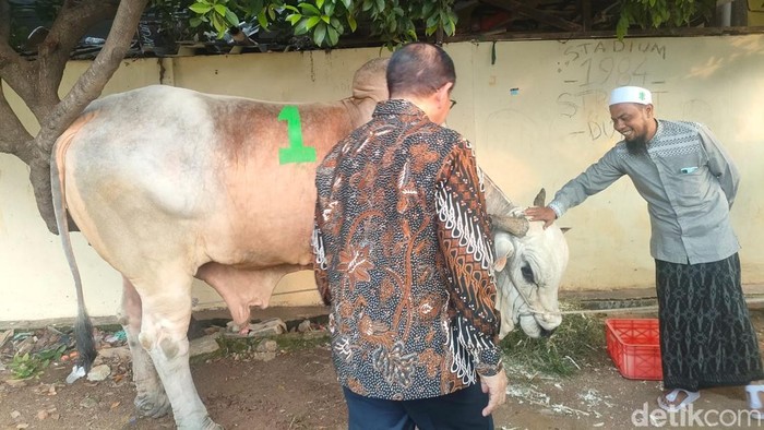 Pramono berkurban sapi di Tambora. (Pramono/detikcom)