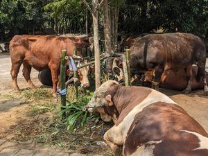 Kurban Sapi Boleh Berapa Orang? Ini Ketentuan dan Dalilnya