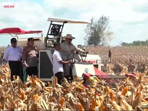 RI Setop Impor Jagung Tahun Depan!