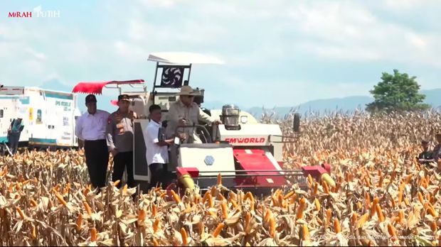 Presiden Prabowo Subianto memimpin panen raya jagung serentak kuartal II. Prabowo didampingi Kapolri Jenderal Listyo Sigit Prabowo dan Mentan Amran Sulaiman. (YouTube Setpres)