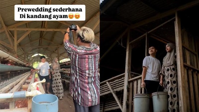 Ilustrasi ayam jantan dan betina
