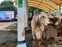 Ini Brahma, Sapi Presiden Prabowo untuk Warga Karawang