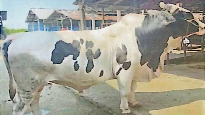 Sapi kurban dari Presiden Prabowo Si Belang.