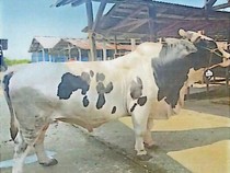 Si Belang, Sapi Kurban Tambahan dari Presiden Prabowo di Palembang