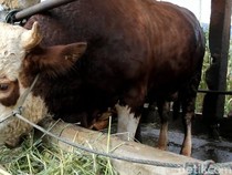 Sumbar Dapat 23 Ekor Sapi dari Presiden Prabowo