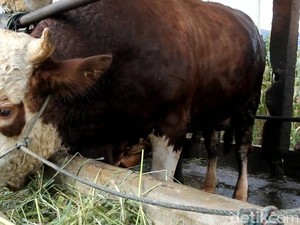 Sumbar Dapat 23 Ekor Sapi dari Presiden Prabowo