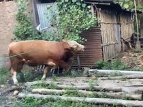 Sapi Kurban Lepas Nyelonong ke Dapur Rumah Warga di Klaten