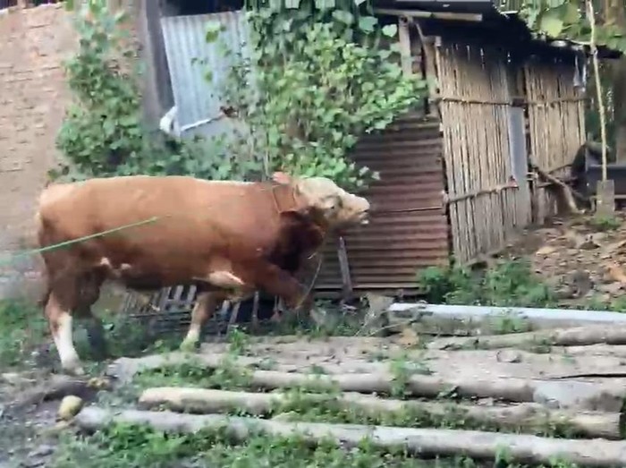 Sapi kurban lepas di Juwiring, Kabupaten Klaten, Kamis (5/6/2025).