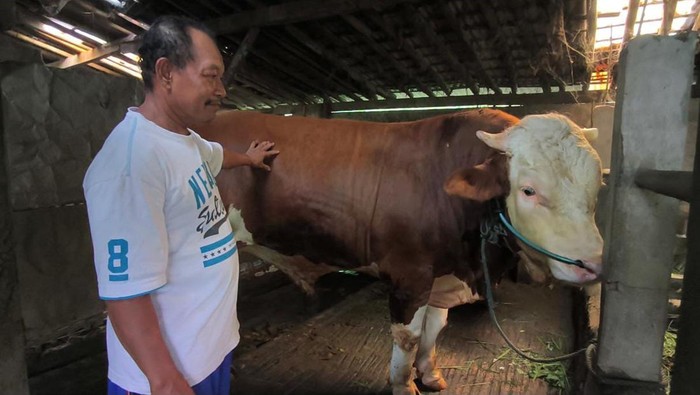 Sapi bagong yang dibeli Presiden Prabowo untuk hewan kurban di Masjid Agung Kauman Magelang.