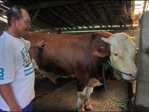 Bagong Sapi 849 Kg Jadi Kurban Presiden Prabowo di Kota Magelang