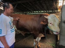 Bagong Sapi 849 Kg Jadi Kurban Presiden Prabowo di Kota Magelang