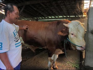 Bagong Sapi 849 Kg Jadi Kurban Presiden Prabowo di Kota Magelang